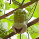 Illustration for article titled Chairman Mao-Shaped Fruit Are Being Grown in China